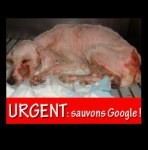 Guadeloupe, Google a dog stoned scaled and abandoned